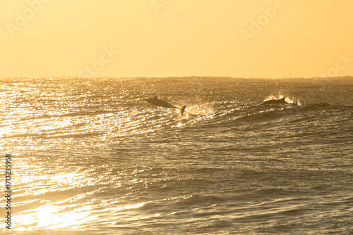 Dolphin breaching in golden sunrise waves at Bronte Beach, Sydney, Australia. Backlit surf glitters across the morning sea.