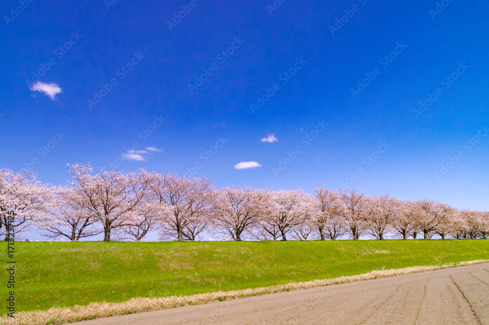 Fototapeta premium 大榑川堤の桜並木と田畑の春景色（岐阜県海津市）