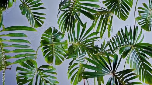 Smooth Camera Pan Over Tropical Leaves – Subtle Motion for Nature Overlays, Eco Branding & Relaxation Content, Transparent BG, Loop Ready
