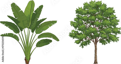 Banana plant and deciduous tree, tropical foliage, cartoon illustration, nature, botanical, garden, plant, greenery, summer