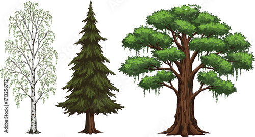 Birch tree, coniferous spruce, deciduous oak, tree diversity, foliage contrast, botanical study, nature illustration, forest species, outdoor scene, plant morphology