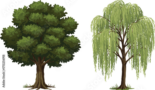 Deciduous tree, weeping willow, green foliage, tree comparison, drooping branches, botanical contrast, trunk texture, nature study, landscape design, morphology