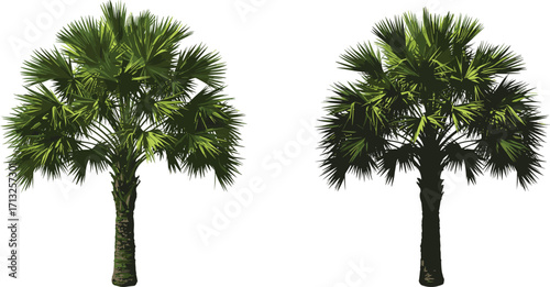 Fan palm trees, tropical foliage, green fronds, textured trunk, botanical contrast, nature illustration, exotic plants, outdoor scene, leaf pattern, landscaping reference