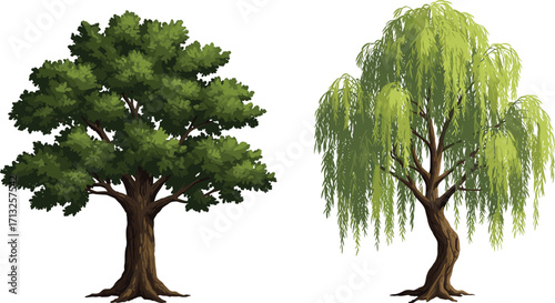 Green tree and willow tree, cartoon illustration, nature, botanical, garden, plant, summer, foliage, forest, leafy, tree, branches, natural, landscape, outdoor, environment
