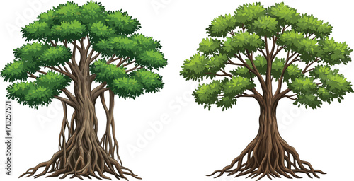 Illustrated trees, root systems, green foliage, tree comparison, canopy density, botanical structure, nature drawing, ecology study, foliage contrast, educational art