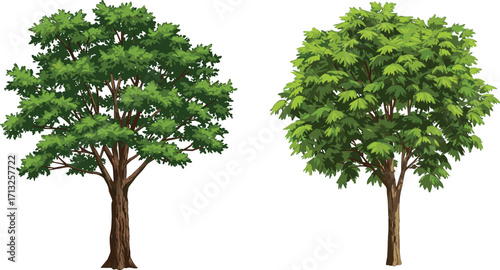 Open canopy tree, dense foliage tree, leaf texture, trunk contrast, tree comparison, botanical study, nature structure, landscape design, foliage density, educational art