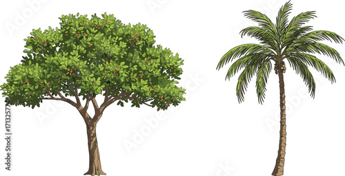 Oak tree and palm tree, tropical foliage, cartoon illustration, nature, botanical, garden, plant, greenery, summer, outdoor, environment, leafy, tree, landscape, vector, design, artwork