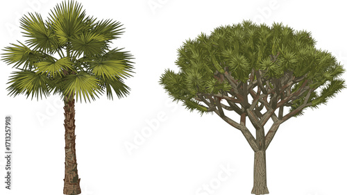 Palm tree and arid tree illustration, tropical and desert foliage contrast, botanical design, landscape element, isolated vector trees, white background