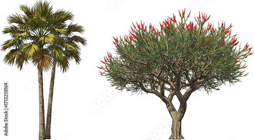 Palm tree and flowering tree illustration, tropical and ornamental foliage, botanical contrast, landscape design element, isolated vector trees, white background