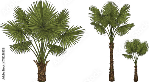 Palm tree illustration set, tropical foliage variation, thick and slender trunk design, botanical art, landscaping element, isolated vector trees.eps