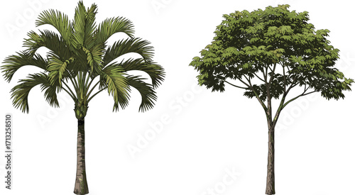 Palm tree silhouette, deciduous tree illustration, tropical and temperate foliage, botanical contrast, nature design, isolated trees, white background, vector art