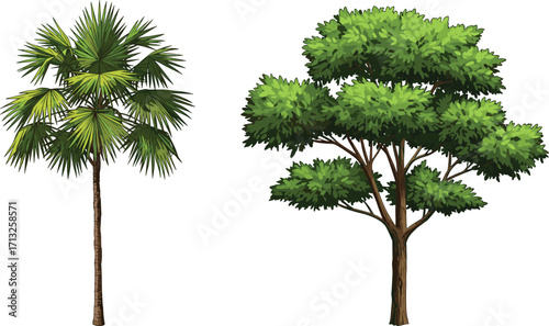 Palm tree, broadleaf tree, white background, tree comparison, foliage texture, botanical contrast, nature study, green leaves, trunk structure, landscape design