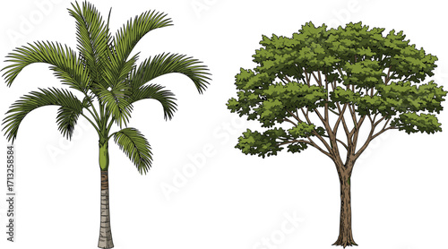 Palm tree, deciduous tree, tropical foliage, green canopy, nature contrast, tree morphology, landscape diversity, forest texture, botanical structure, outdoor vegetation