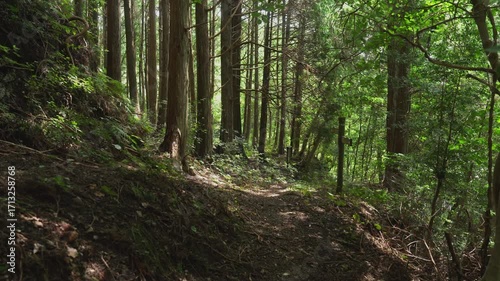 Wallpaper Mural 熊野古道・大辺路「仏坂」和歌山県白浜町 Torontodigital.ca