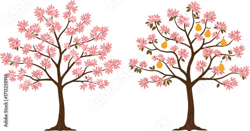 Pink blossoms, fruit tree, pear harvest, tree comparison, botanical contrast, flowering stage, nature study, trunk texture, foliage structure, white background