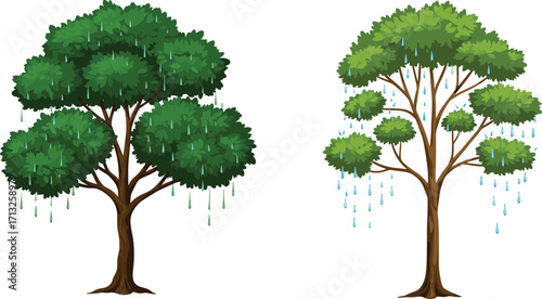 Rainy tree scene, water droplets, green foliage, tree comparison, wet canopy, botanical contrast, nature study, trunk texture, rainfall effect, white background