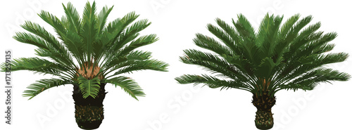 Sago palm plant illustration, Cycas revoluta vector, tropical foliage, evergreen tree design, botanical element, landscaping asset, white background