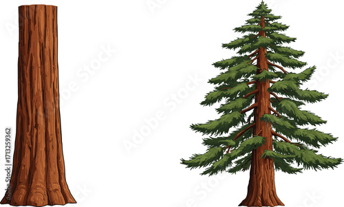 Tree trunk, coniferous tree, needle foliage, tree comparison, bark texture, nature illustration, botanical contrast, foliage layers, educational art, ecology study