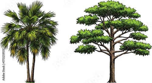 Tropical palm tree and deciduous forest tree illustration, isolated vector trees on white background, nature landscape design elements, botanical art