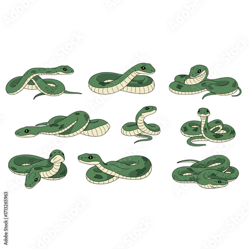 Group of green snakes coiled and resting in various poses isolated on transparent background for nature illustration