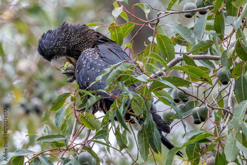 Female Australian Red-tailed Black Cockatoo feeding on gum nuts, Perth Western Australia