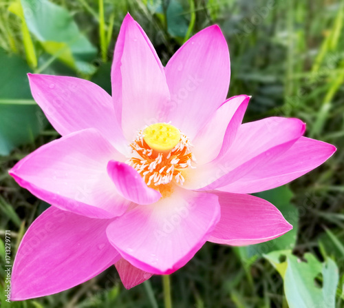pink lotus flower
