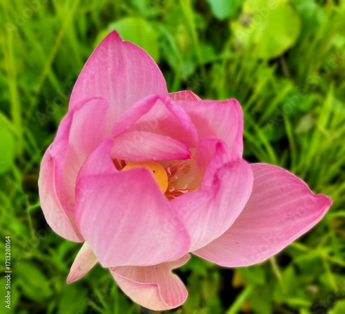 close up of pink flower