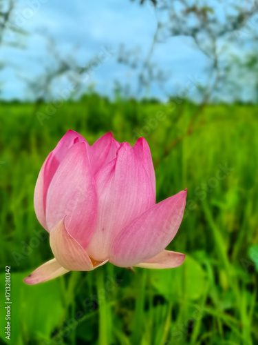 pink lotus flower