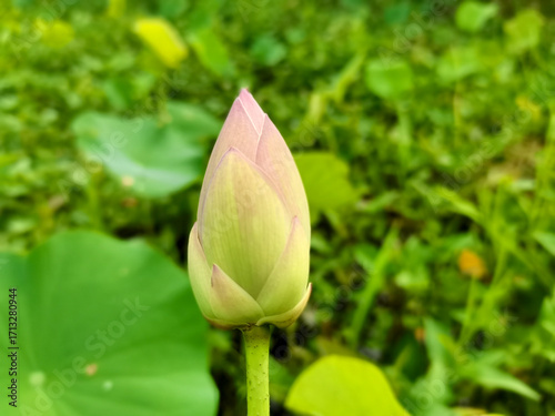 pink lotus flower