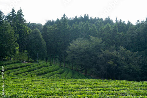 Large area of green tea fields in the boseong. 보성 녹차밭의 풍