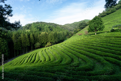 Large area of green tea fields in the boseong. 보성 녹차밭