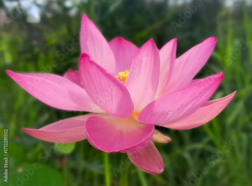 pink lotus flower