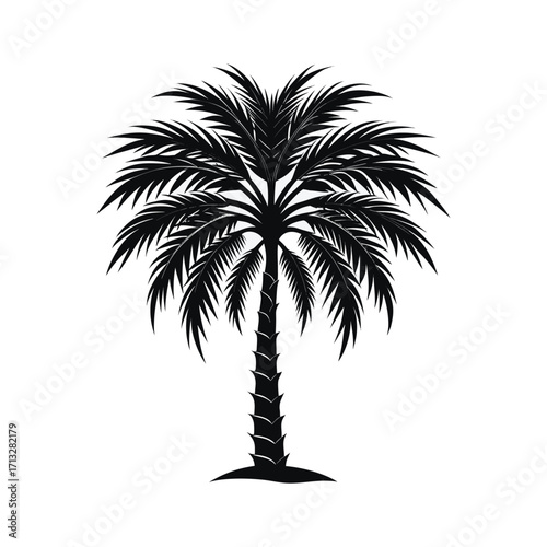 silhouette of palm tree