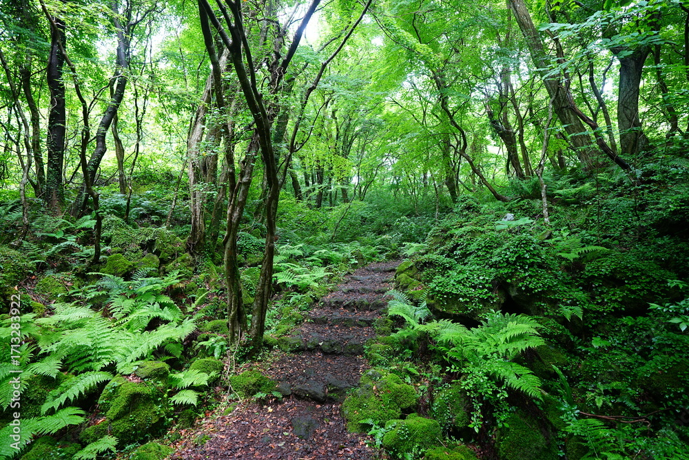 Fototapeta premium fine path through mossy rocks and fresh ferns
