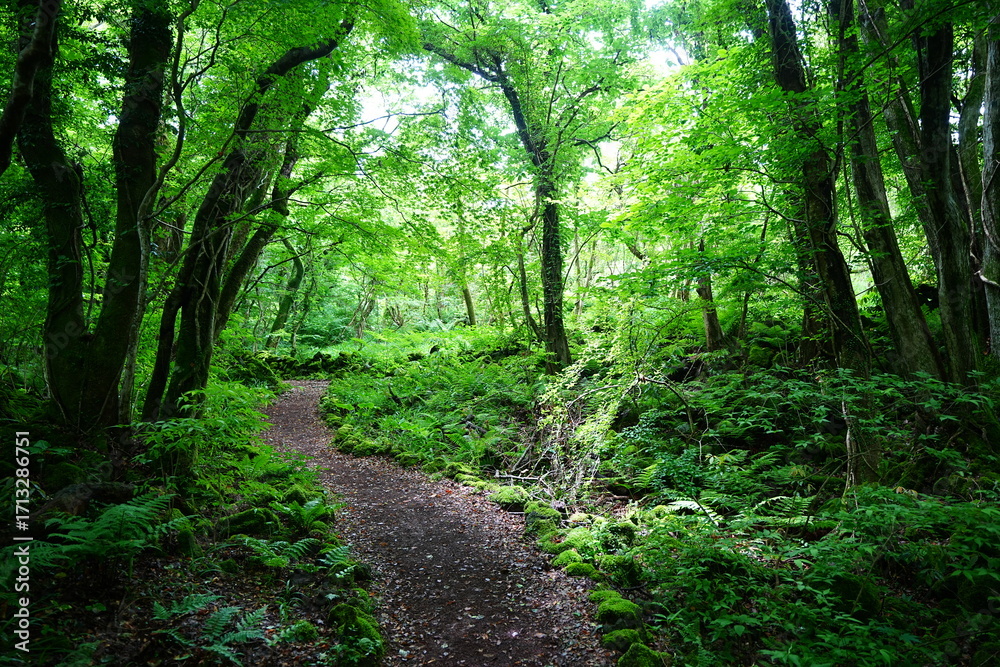 Fototapeta premium refreshing spring path in the gleaming sunlight