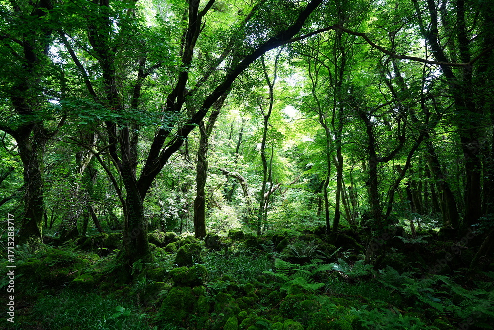 Fototapeta premium dense primeval forest with fresh ferns and old trees