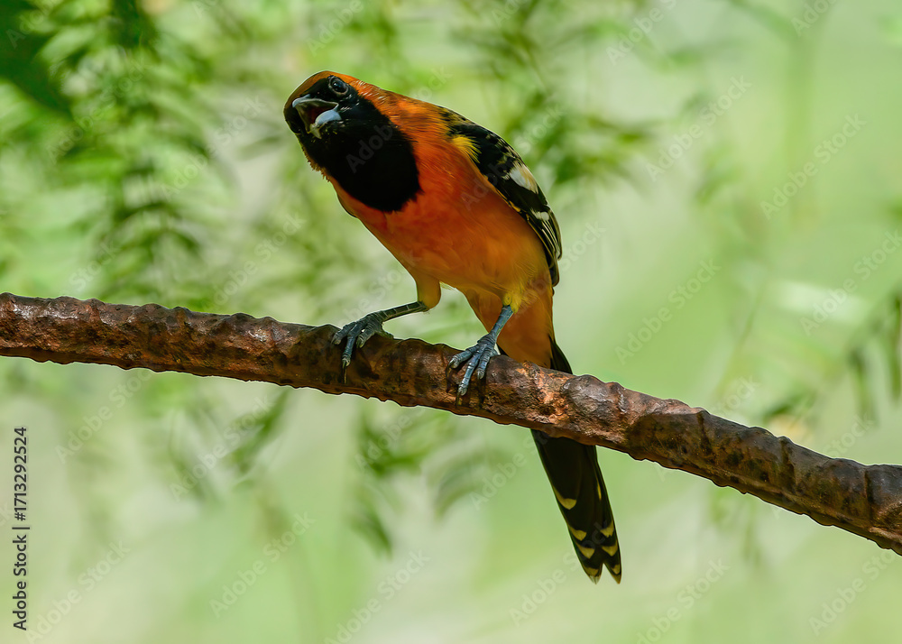 Naklejka premium An Altamira Oriole perched on a branch