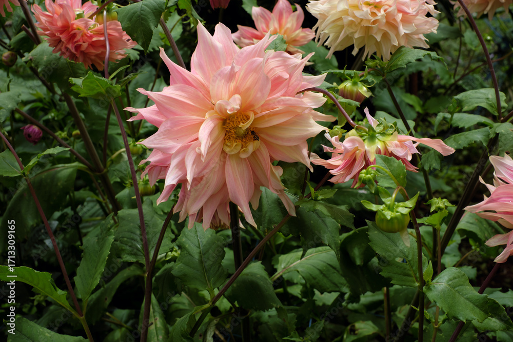 Obraz premium A series of photos showing a collection of dahlia flowers in various shades of pink, peach, and yellow blooming in a lush garden. The images capture the peaceful and serene atmosphere. 