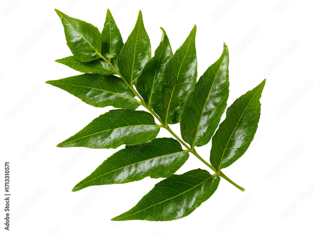 Fototapeta premium Lush green leaf branch isolated on black background, Isolated On White, Png Transparent