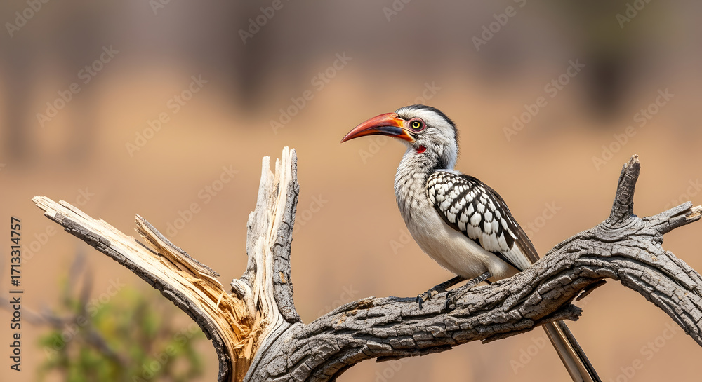 Obraz premium Close up of a striking red billed hornbill perched on a weathered dry tree branch in its natural african savanna habitat