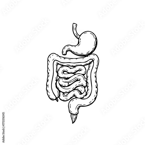 Human digestive system illustration showcasing the intricate network of stomach and intestines