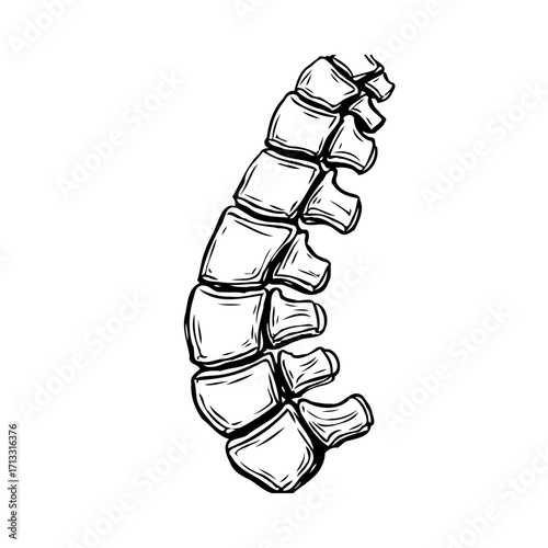 Human spinal column illustration displays intricate detail representing healthcare medicine