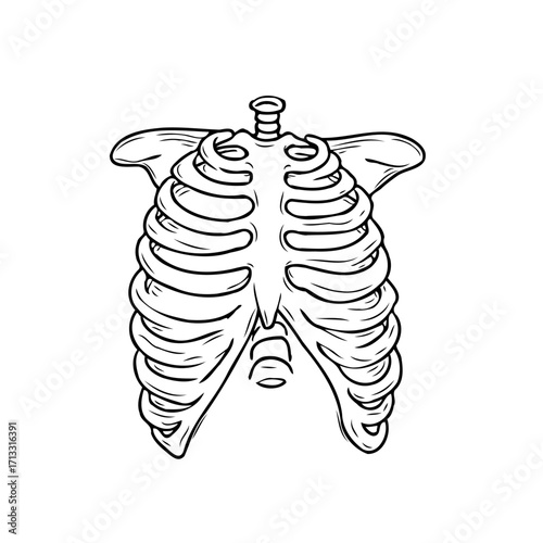 Human torso skeletal structure illustration featuring detailed ribs clavicle and spine showcasing
