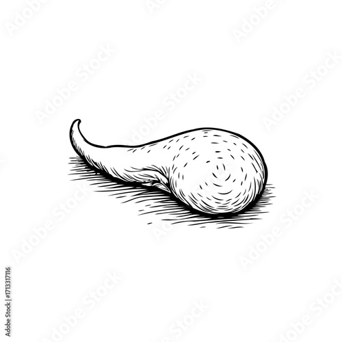 Illustration showcasing an unusual organic shape with textural surface and gentle curvilinear form
