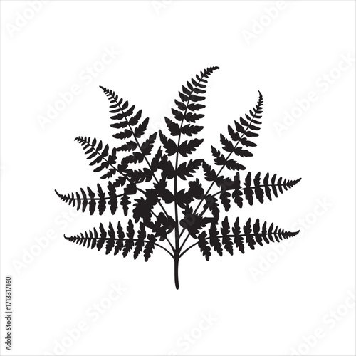 fern leaf isolated on white