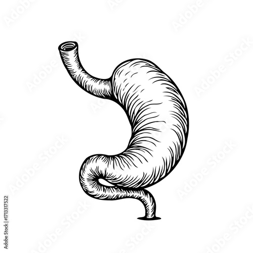Intricate anatomical stomach illustration exhibiting internal textures medical diagram depicting