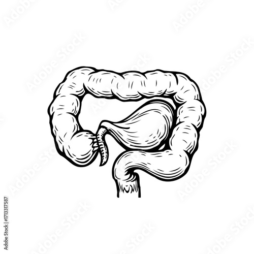 Intricate intestinal tract depiction showcasing anatomical structure and digestive system