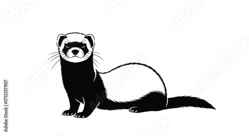 Illustration of a black footed ferret standing and looking forward.