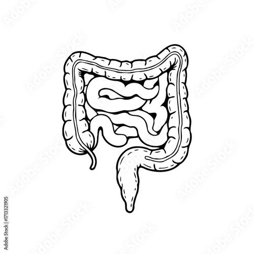 Stylized anatomical depiction of the human digestive system showcasing intestine health and