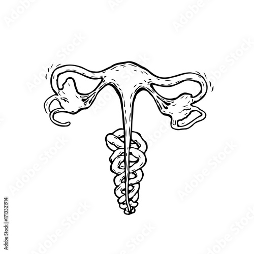 Stylized anatomical depiction of female reproductive organs, creating an evocative and thought